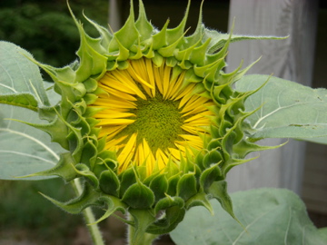 Partly opened sunflower